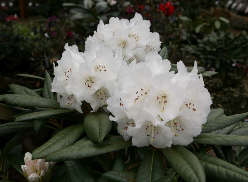 R. Hammer Snow. Foto:  Rhododendronhaven